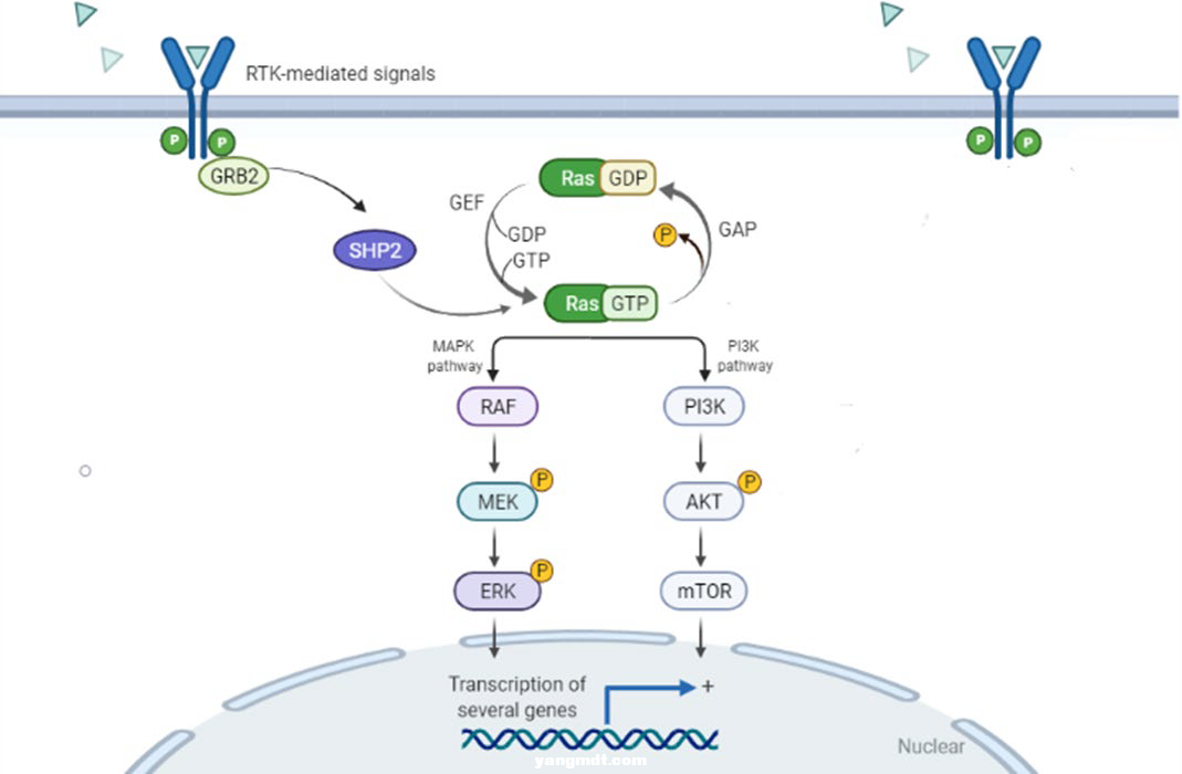 格来雷塞（JAB-21822）：KRAS G12C抑制剂-1.png
